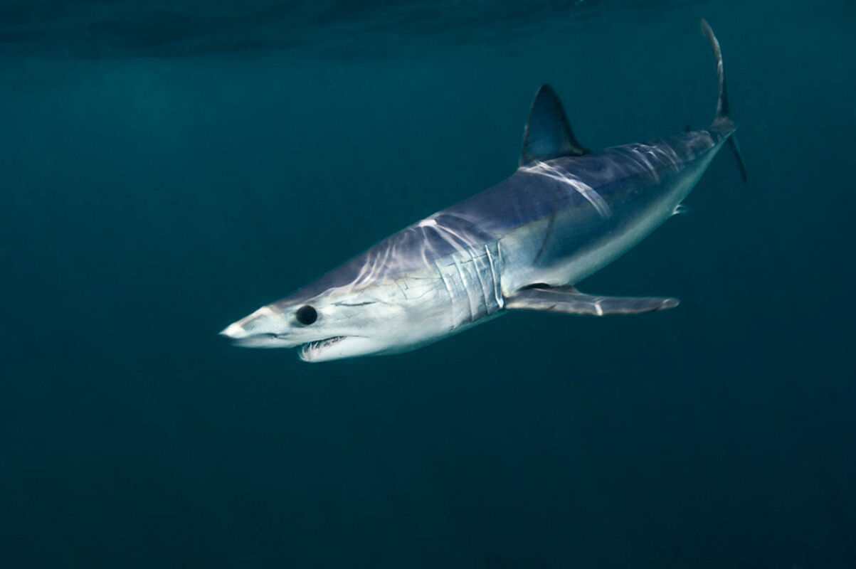 ‘Ghosts of the Sea’ Report of shark decline hits home for Clayton couple
